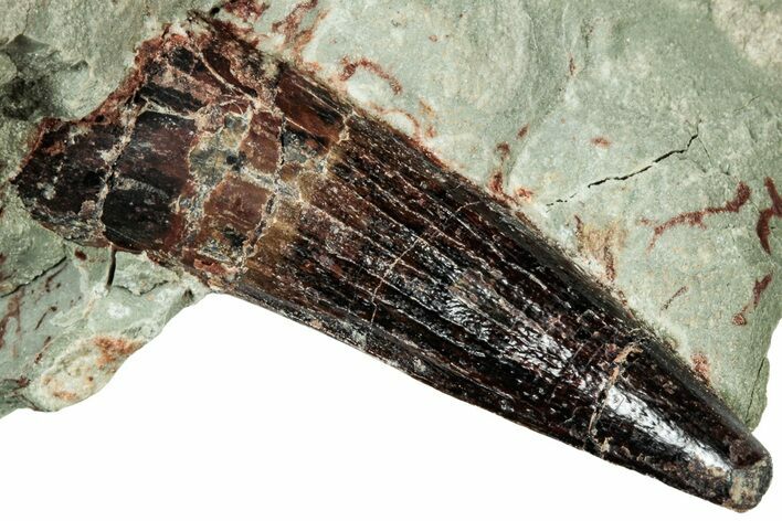 Baby Spinosaurus Tooth In Situ - Dekkar Formation, Morocco #299088